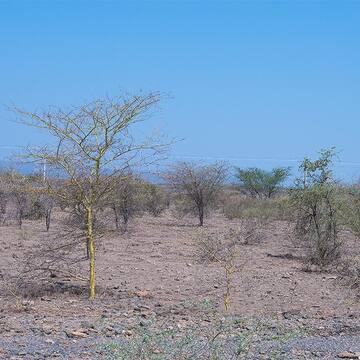Lower Valley of the Awash