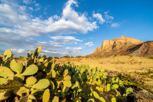 3-Day Tigray Churches & Gheralta Trekking Tour — photo 8