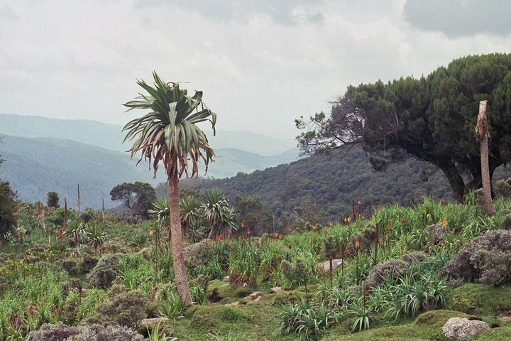 3 Days Bale Mountains Trekking — photo 5