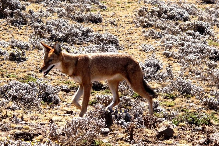 3 Days Bale Mountains Trekking — photo 3