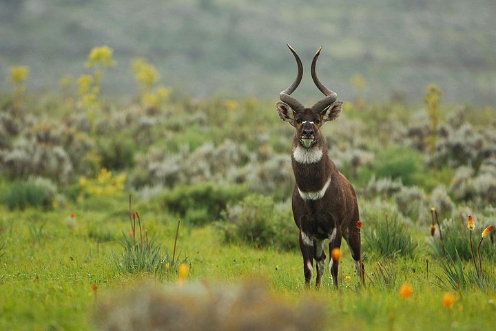3 Days Bale Mountains Trekking — photo 4
