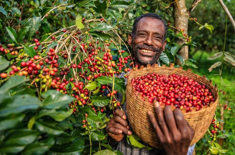 Western Ethiopia – Renowned for Lush Nature and Coffee