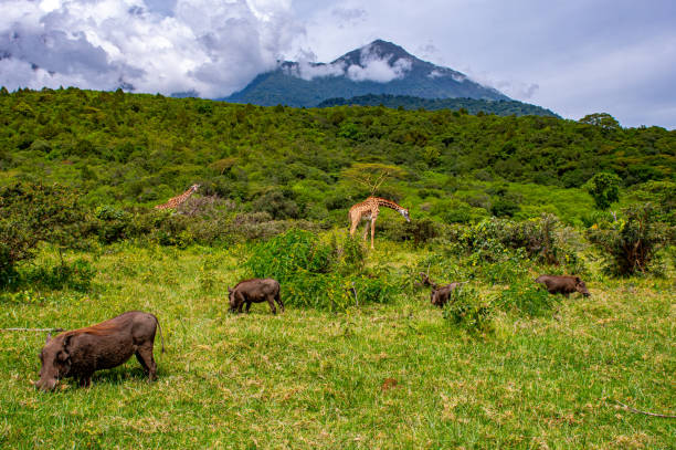 The Omo National Park