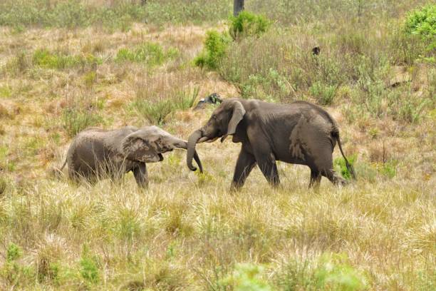 Babile Elephant Sanctuary