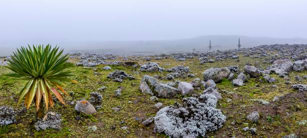 Bale Mountains National Park