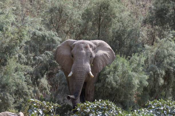 Babile Elephant Sanctuary
