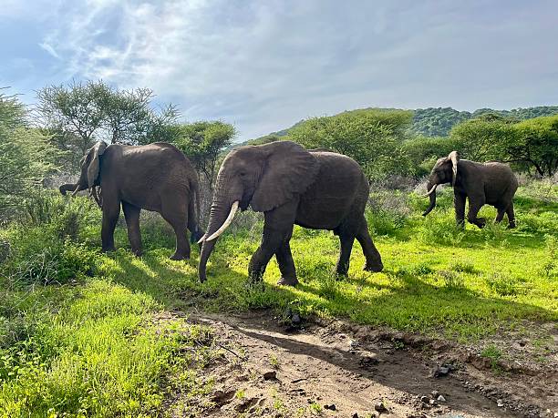 Babile Elephant Sanctuary