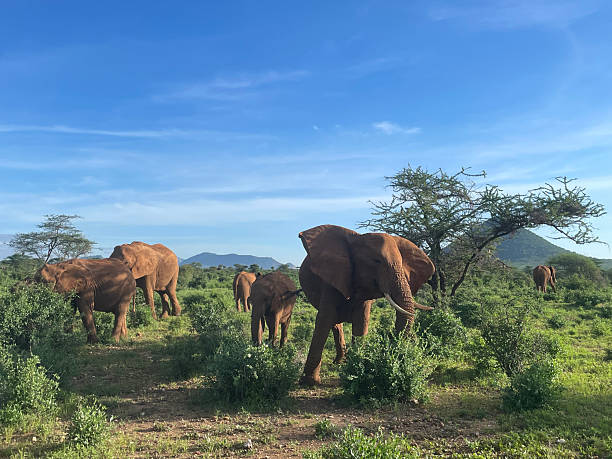 Babile Elephant Sanctuary