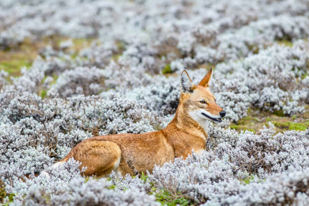 Bale Mountains National Park