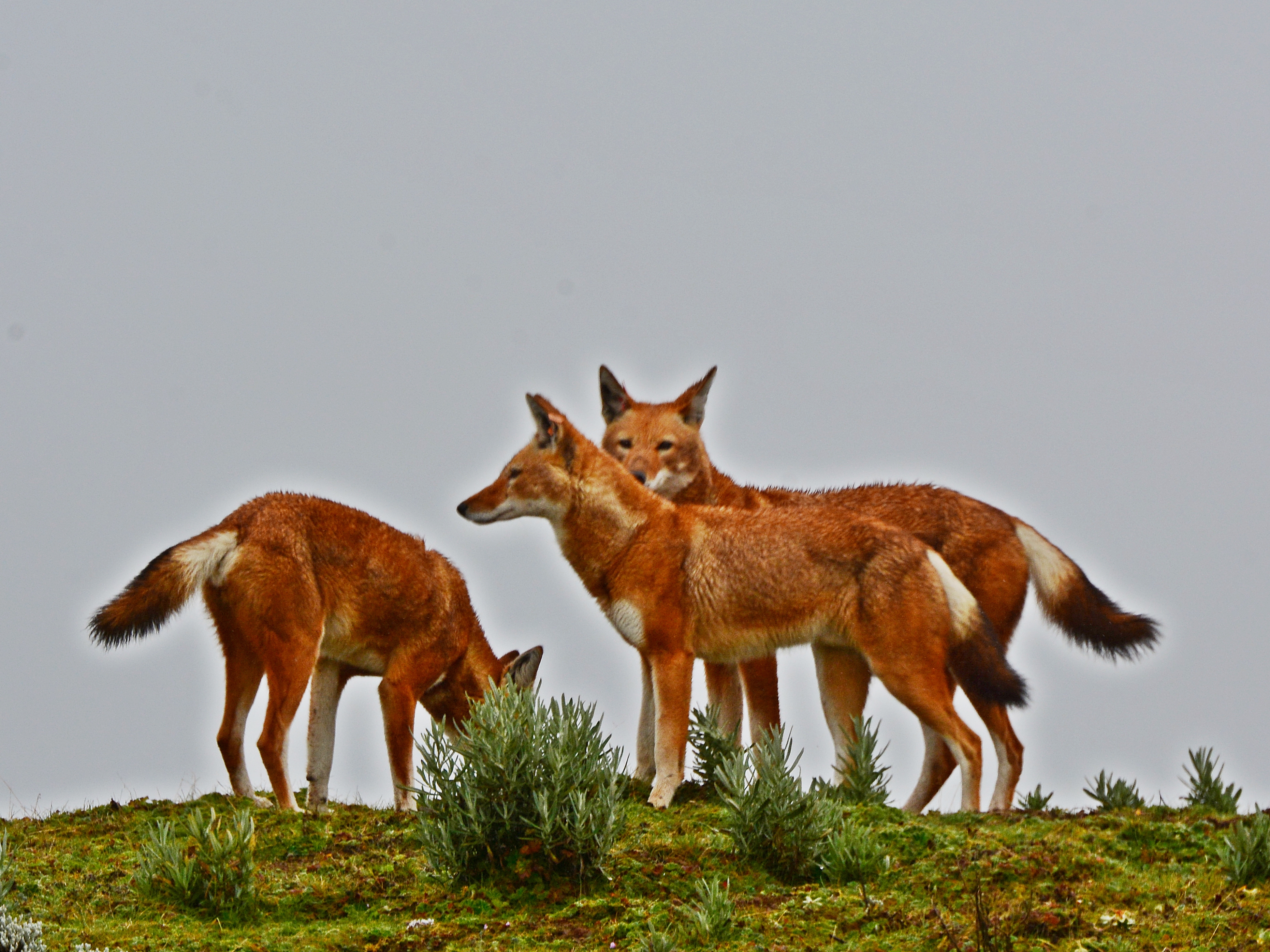 Bale Mountains National Park