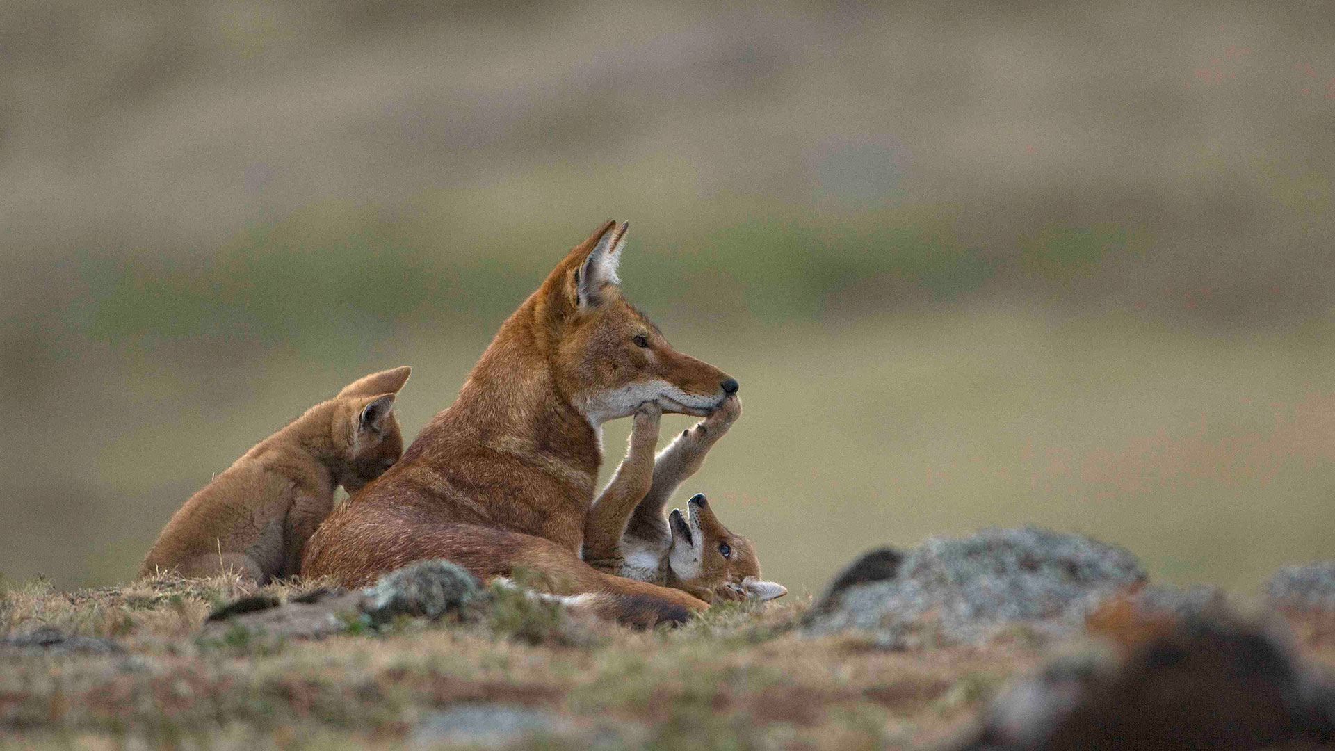 Bale Mountains National Park